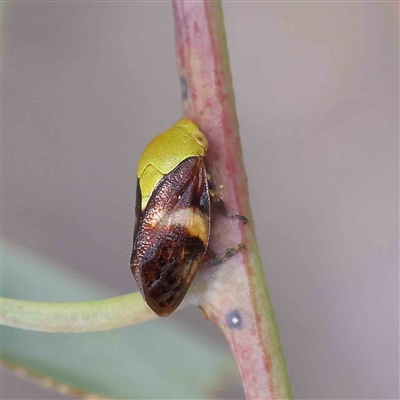 Chaetophyes compacta