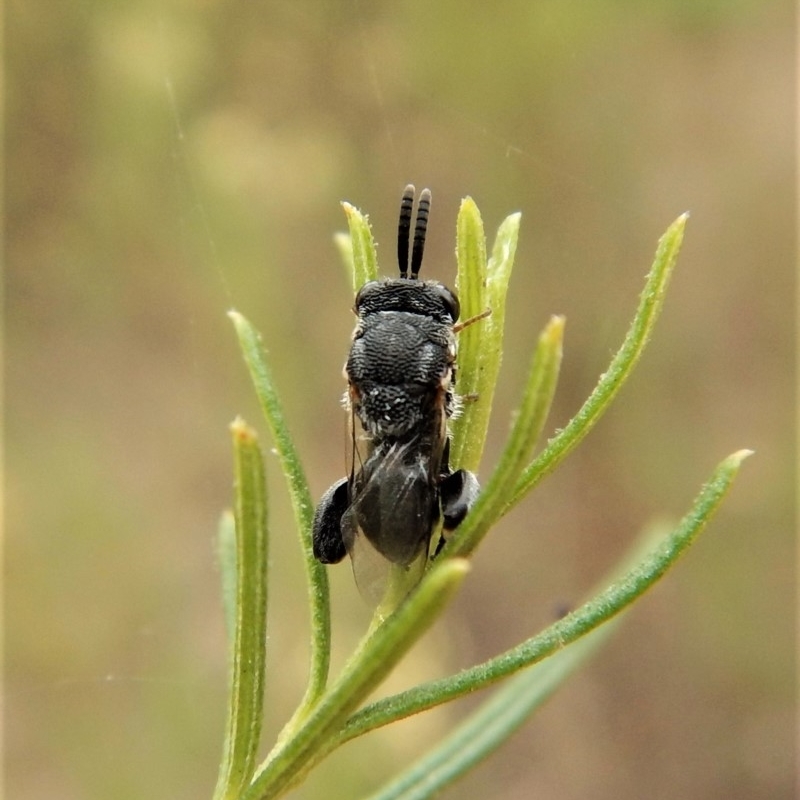 Chalcididae (family)