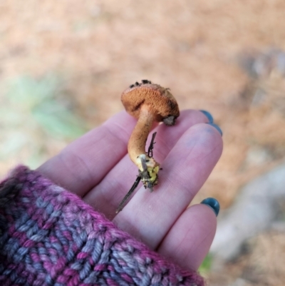 Chalciporus piperatus