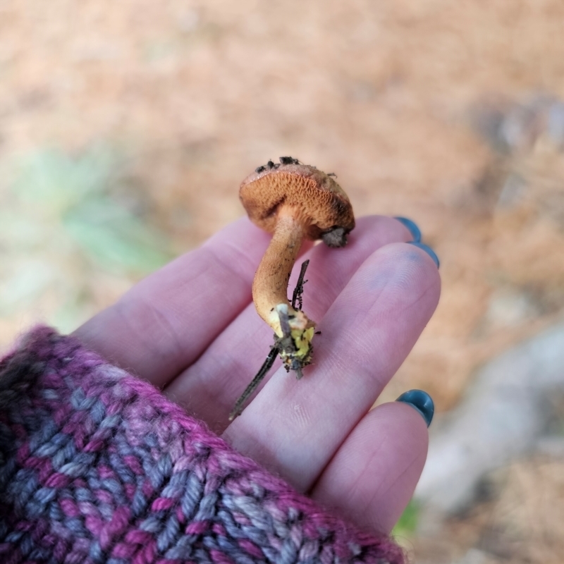 Chalciporus piperatus