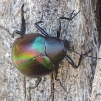 Chalcopteroides cupripennis