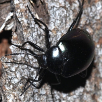 Chalcopteroides sp. (genus)