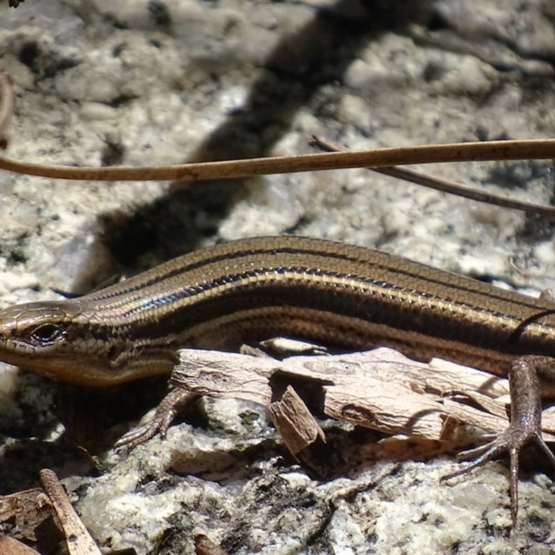 Acritoscincus duperreyi