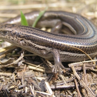 Acritoscincus duperreyi