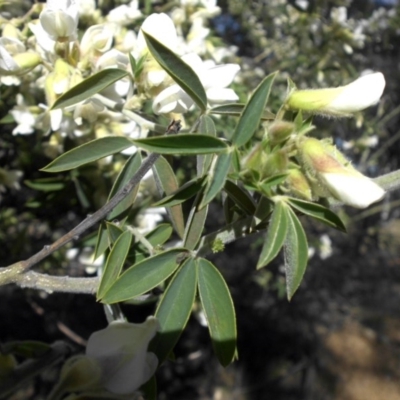 Chamaecytisus palmensis