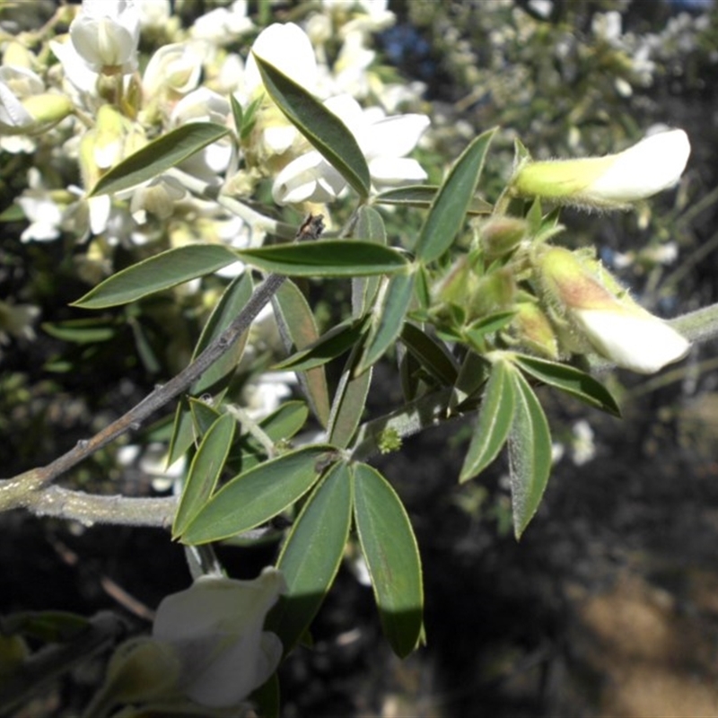 Chamaecytisus palmensis