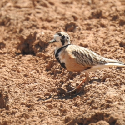 Peltohyas australis