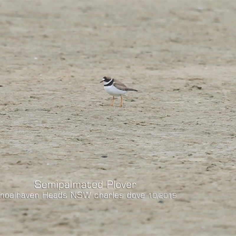 Semipalmated Plover - Shoahaven Heads