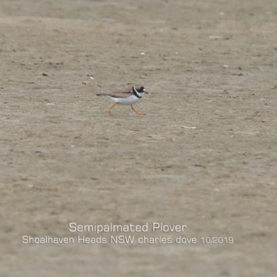 Charadrius semipalmatus