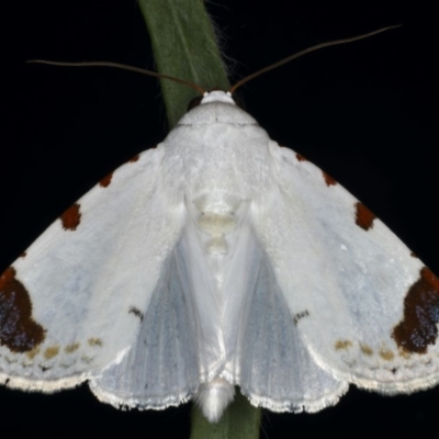 Chasmina pulchra