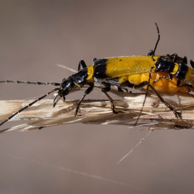 Chauliognathus imperialis