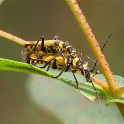 Chauliognathus imperialis