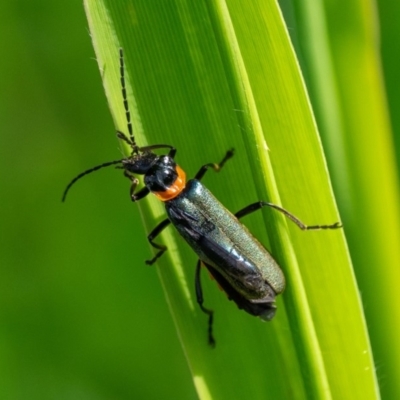 Chauliognathus lugubris