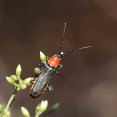 Chauliognathus tricolor