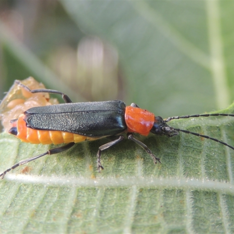 Chauliognathus tricolor