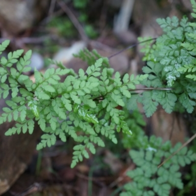 Cheilanthes austrotenuifolia