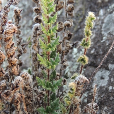 Cheilanthes distans