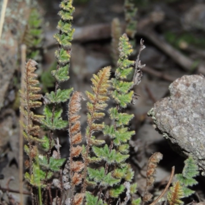 Cheilanthes distans