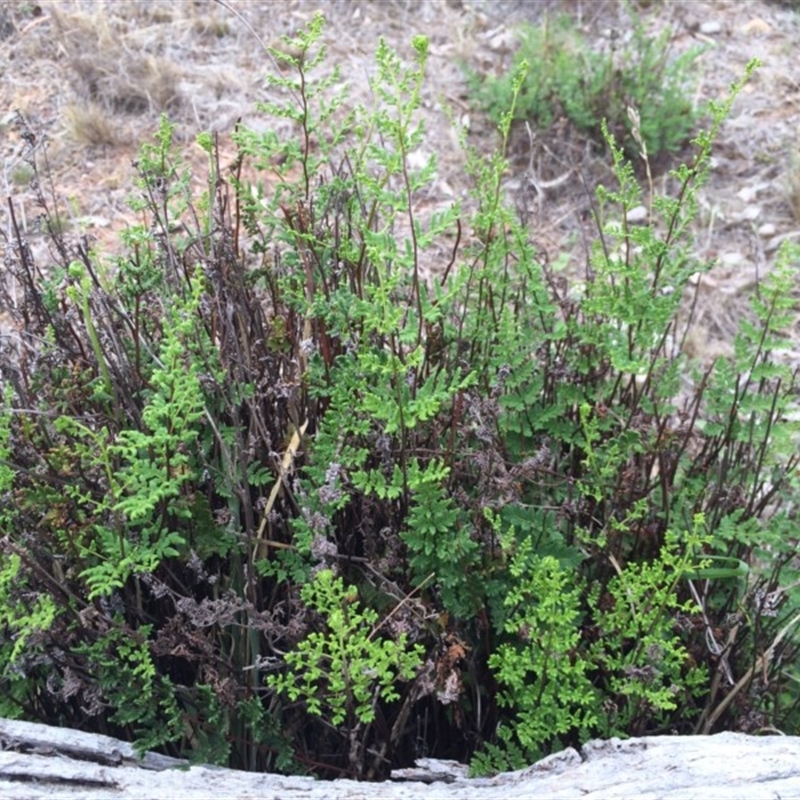 Cheilanthes sieberi