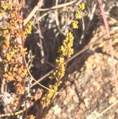 Cheilanthes sieberi subsp. sieberi