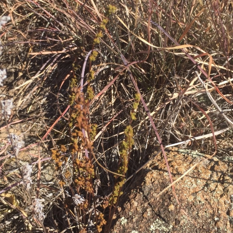 Cheilanthes sieberi subsp. sieberi