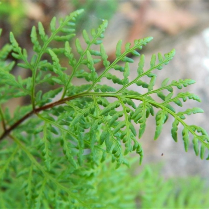 Cheilanthes tenuifolia