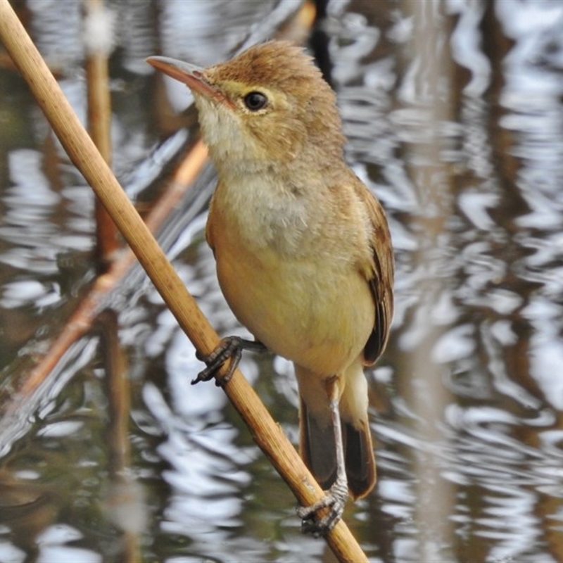 Acrocephalus australis