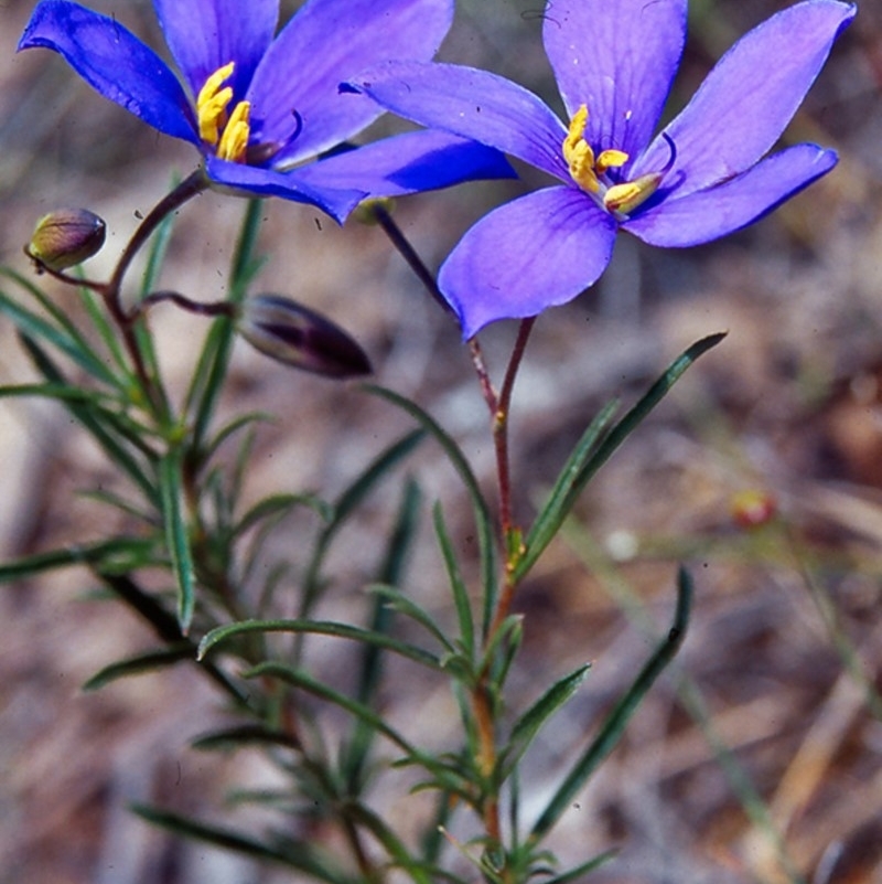 Cheiranthera linearis