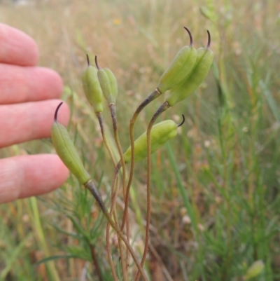 Cheiranthera linearis