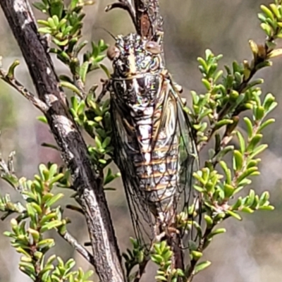 Chelapsalta puer