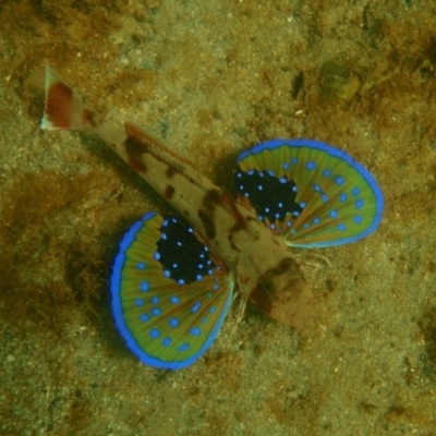 Chelidonichthys kumu