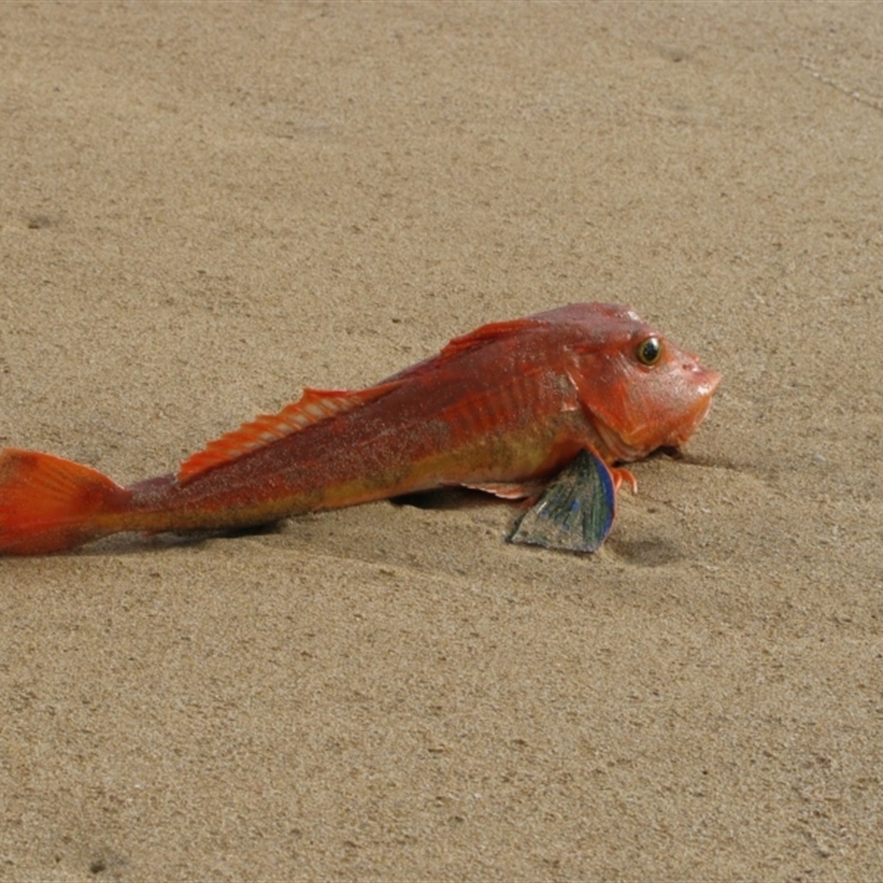 Chelidonichthys kumu