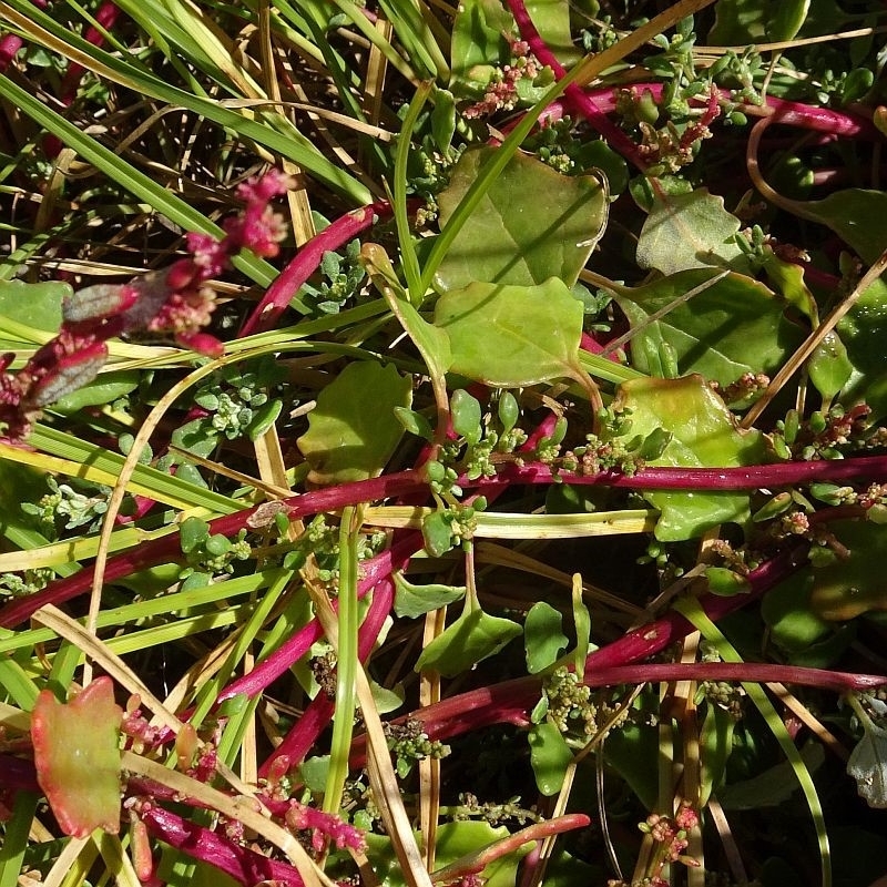 Chenopodium glaucum