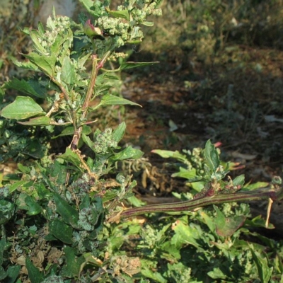 Chenopodium murale