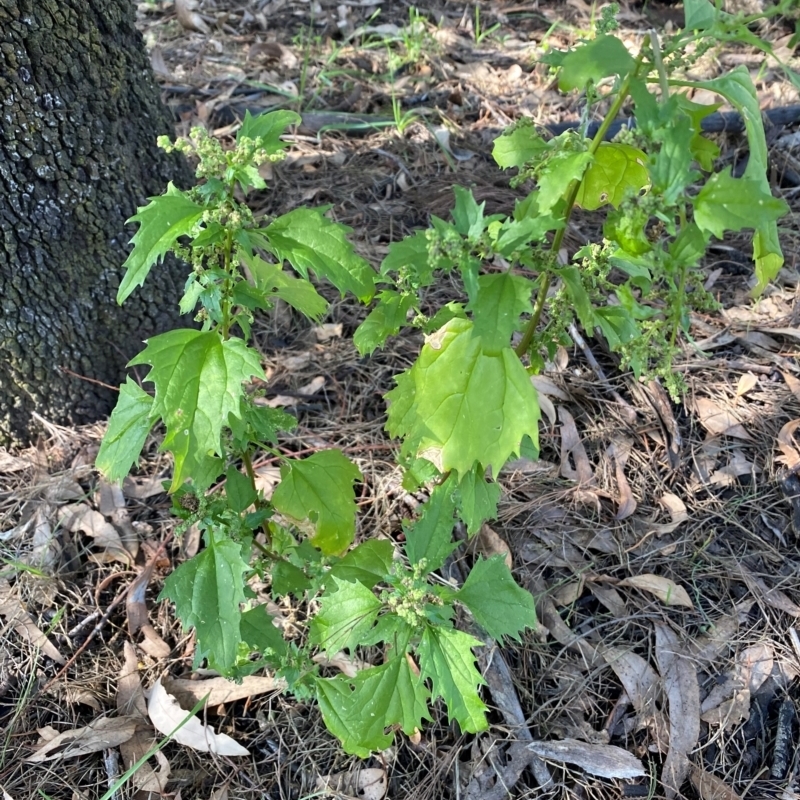 Chenopodium murale