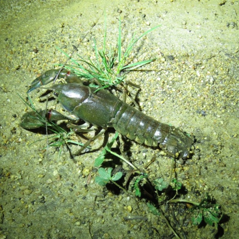 Cherax destructor