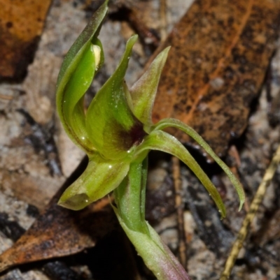 Chiloglottis chlorantha