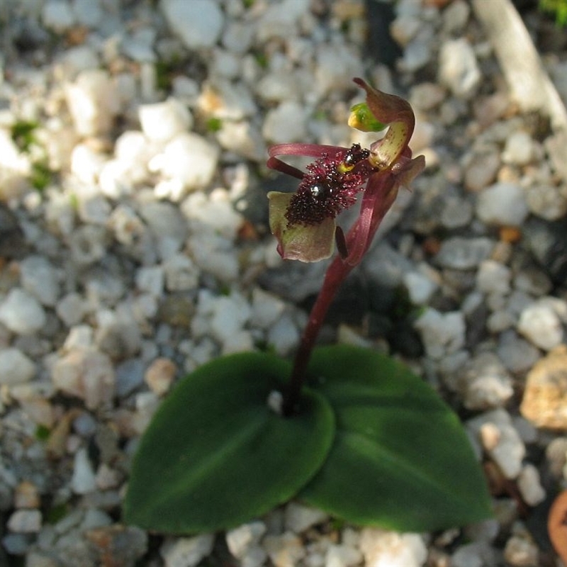 Chiloglottis curviclavia