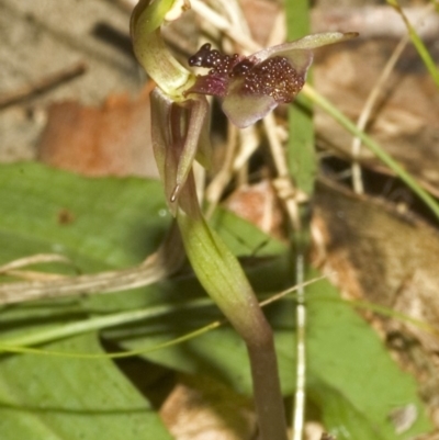 Chiloglottis formicifera