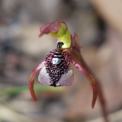 Chiloglottis reflexa