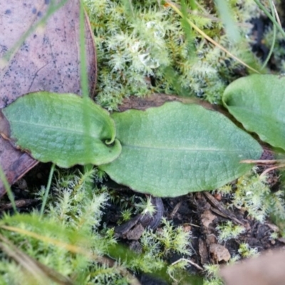 Chiloglottis reflexa