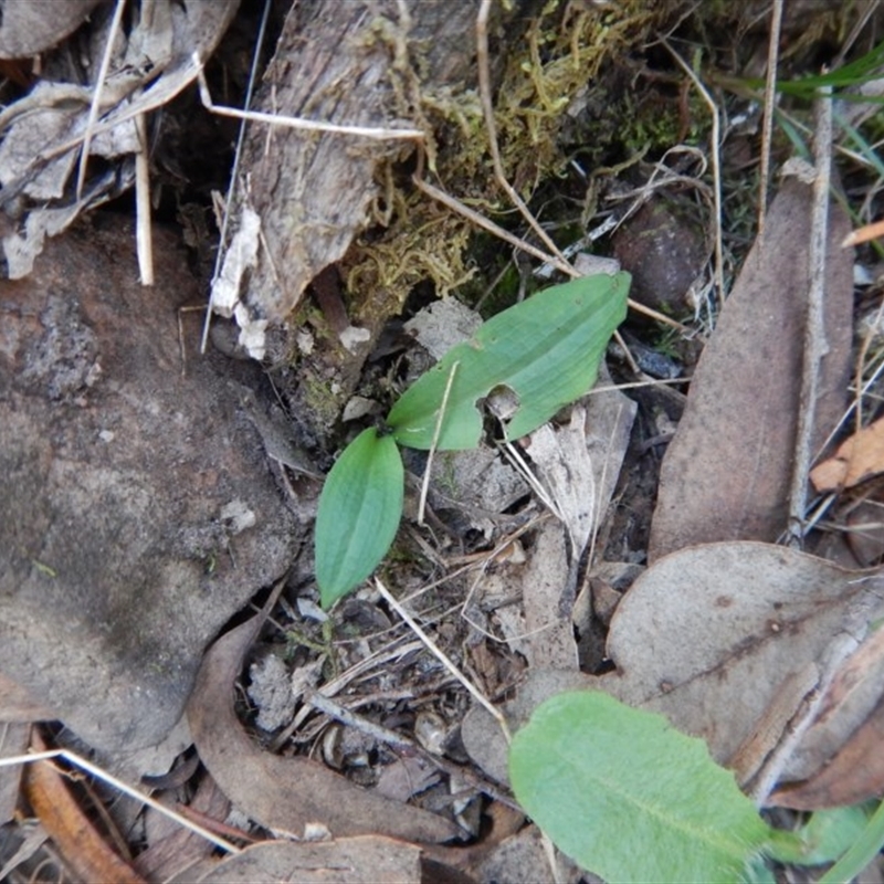 Chiloglottis sp.