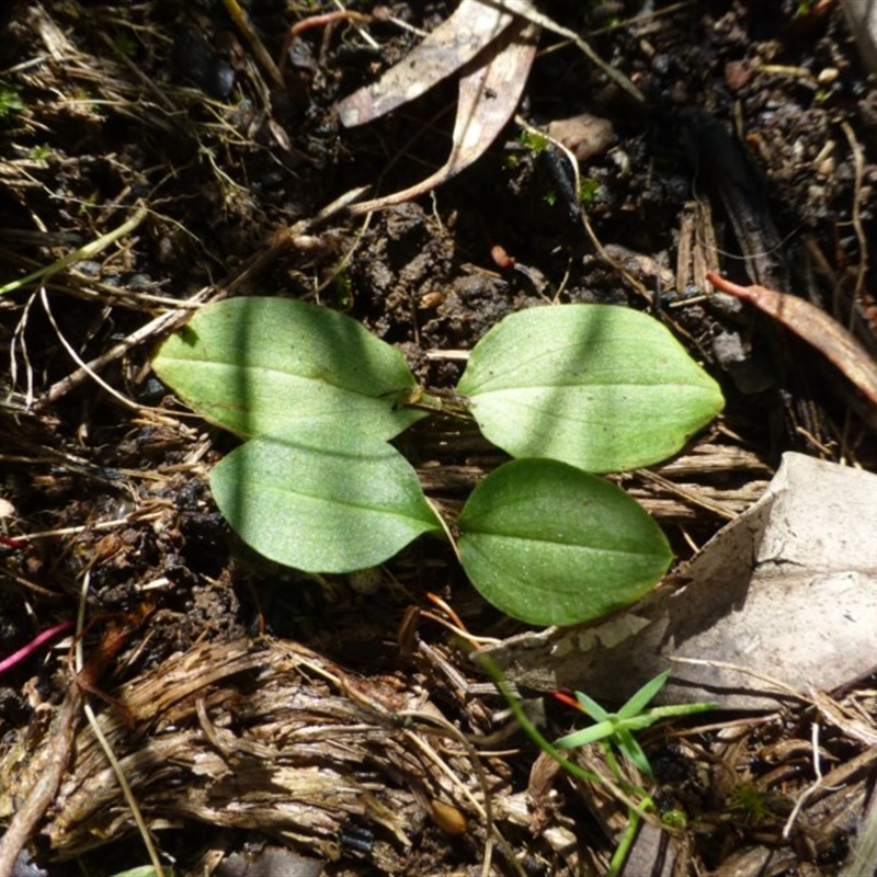 Chiloglottis sp.