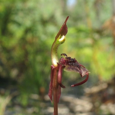 Chiloglottis sp. aff. reflexa