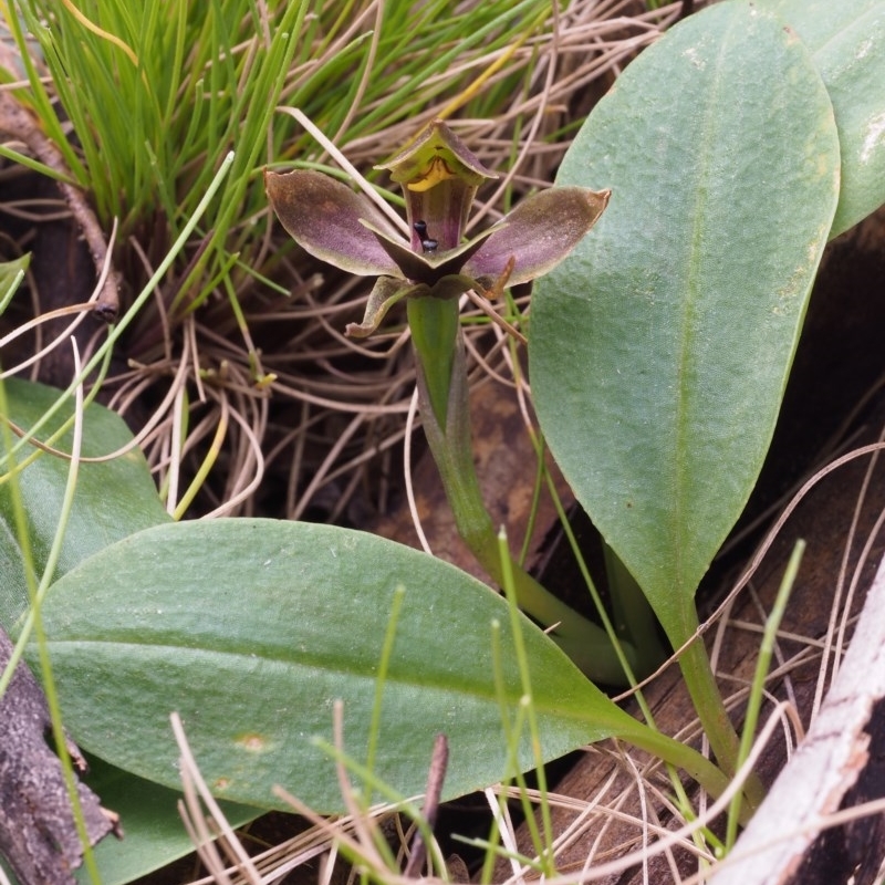 Chiloglottis sp. aff. valida