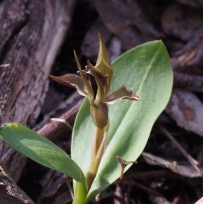 Chiloglottis sp. aff. valida