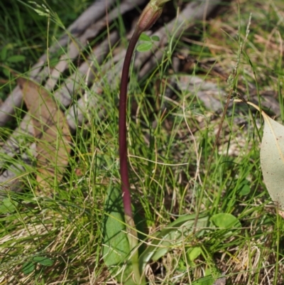 Chiloglottis sp. aff. valida