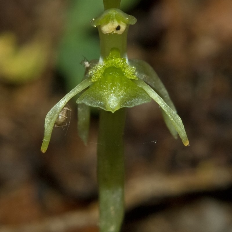 Chiloglottis sylvestris