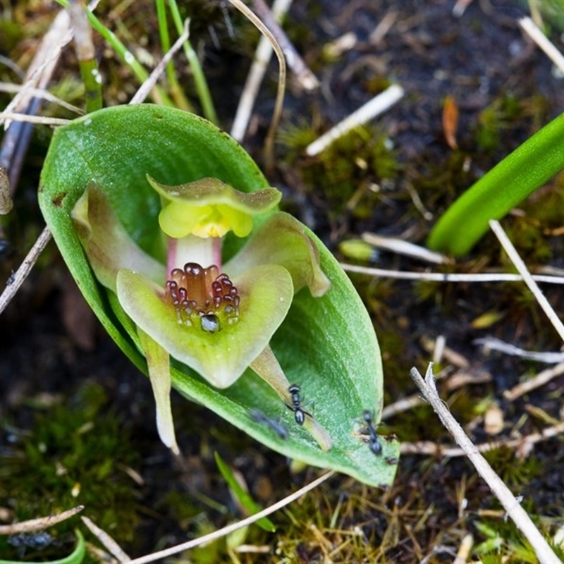 Chiloglottis turfosa