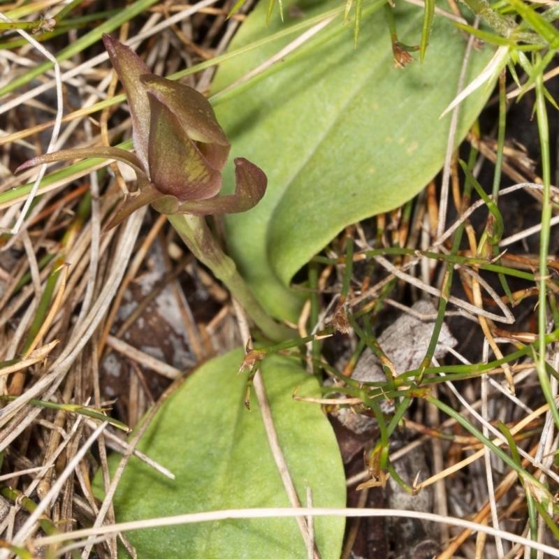 Chiloglottis turfosa